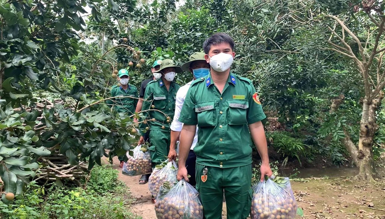 “NGỌT TÌNH” Mùa nhãn chín