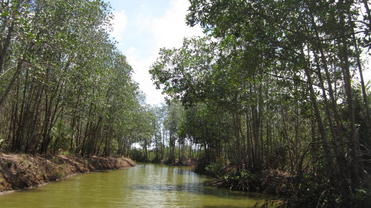 RỪNG NGẬP MẶN LONG KHÁNH